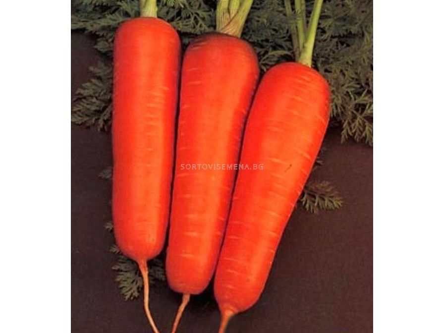 Включи морковь про новый. Морковь Курода Шантанэ 2гр/20. Морковь Pro. Факты о моркови. Любовь морковь стих.