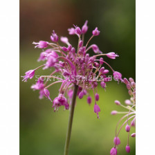 Декоративен лук/ Allium carinatum ssp pul.'Pink - 1 бр.