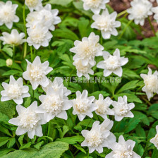 Анемоне/ Anemone nemorosa Vestal - 1 бр.