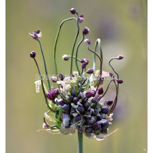 Декоративен лук/ Allium scorodoprasum Art - 1 бр.