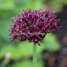 Декоративен лук/ Allium atropurpureum - 1 бр.