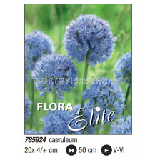 Декоративен лук/ Allium caeruleum: Пакет- 1 оп. - 20 бр. - Flora Elite Packs