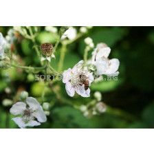 Черна хималайска къпина (Rubus Himalaya)