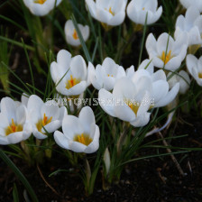 Минзухар/Crocus chrysanthus Ard Schenk - 1 бр.