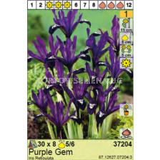 Ирис/ Iris Reticulata Purple Gem- пакет: 1 оп. - 8 бр.