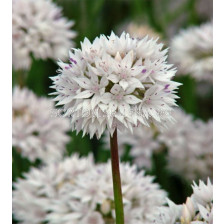 Декоративен лук/ Allium amplectens 'Graceful Beauty - 1 бр.