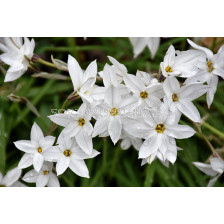 Ифейон/ Ipheion uniflorum White Star - 1 бр.