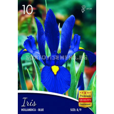 Ирис hollandica blue -  Iris hollandica blue