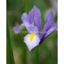 Ирис/ Iris dutch 'King Mauve - 1 бр.