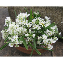 Гарвански лук/ Ornithogalum oligophylum (syn. balansae) - 1 бр.