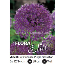 Декоративен лук/ Allium Purple Sensation: Пакет- 1 оп. - 5 бр. - Flora Elite Packs