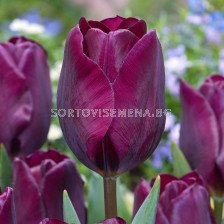 Лале /Tulip Purple Lady