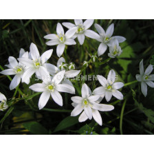 Гарвански лук/ Ornithogalum umbellatum - 1 бр.