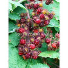 Японска малина (винена) (Rubus Phoenicolasius)