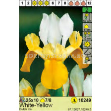 Ирис/ Dutch Iris Yellow/White - Пакет: 1 оп.- 10 бр.