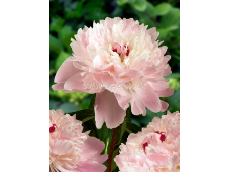 Божур/ LACTIFLORA PAEONIA Alertie - 1 бр.