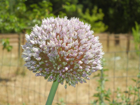 Декоративен лук/ Allium ampeloprasum - 1 бр.