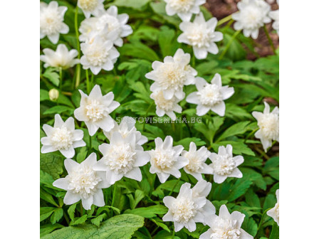 Анемоне/ Anemone nemorosa Vestal - 1 бр.