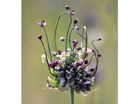 Декоративен лук/ Allium scorodoprasum Art - 1 бр.