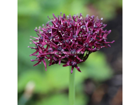 Декоративен лук/ Allium atropurpureum - 1 бр.