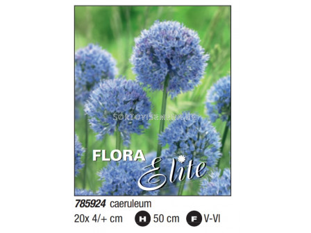 Декоративен лук/ Allium caeruleum: Пакет- 1 оп. - 20 бр. - Flora Elite Packs