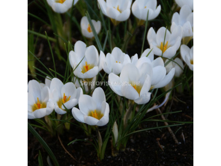 Минзухар/Crocus chrysanthus Ard Schenk - 1 бр.