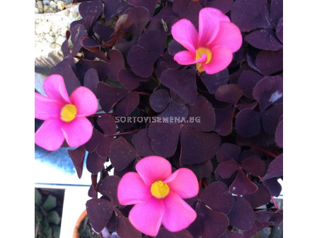 Оксалис/ Oxalis purpurea Garnet - 1 бр.