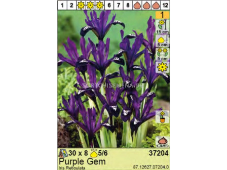 Ирис/ Iris Reticulata Purple Gem- пакет: 1 оп. - 8 бр.