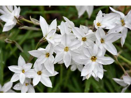 Ифейон/ Ipheion uniflorum White Star - 1 бр.