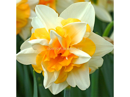 Нарцис/ Narcissi double Sweet Desire - 1 бр.