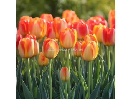 Лале/ Tulips triumph Prinz Armin - 1 бр.