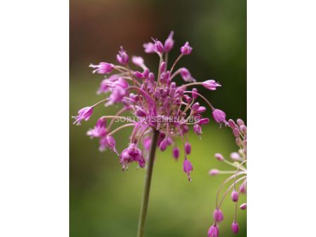 Декоративен лук/ Allium carinatum ssp pul.'Pink - 1 бр.