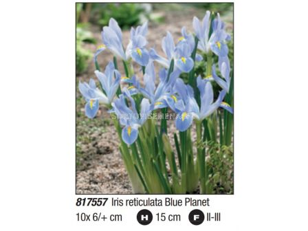 Ирис/ Iris reticulata Blue Planet: Пакет- 1 оп. - 10 бр.