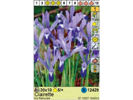 Ирис/  Iris Reticulata Clairette - Пакет: 1 оп. - 10 бр.