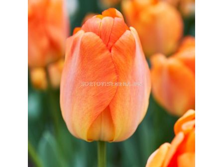 Лале/ Tulip darwin hybrid Daydream - 1 бр.