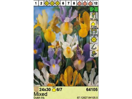 Ириси микс/ Dutch Iris Mixed - Пакет: 1 оп. - 30 бр. - 1