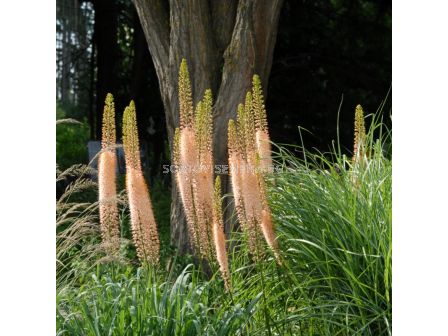 Еремурус/ Eremurus ruiter-hybrid Romance - 1 бр.