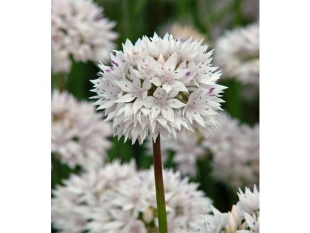 Декоративен лук/ Allium amplectens 'Graceful Beauty - 1 бр.