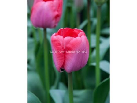 Лале/ Tulip darwin hybrid Niigata - 1 бр.