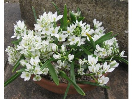 Гарвански лук/ Ornithogalum oligophylum (syn. balansae) - 1 бр.