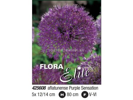 Декоративен лук/ Allium Purple Sensation: Пакет- 1 оп. - 5 бр. - Flora Elite Packs