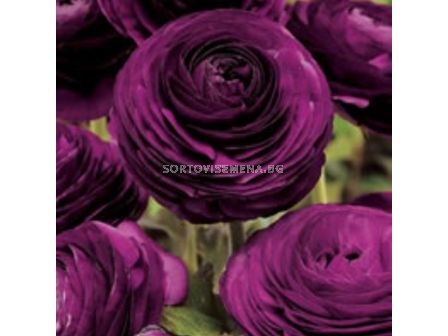 Ранункулус /Ranunculus asiaticus aviv purple /