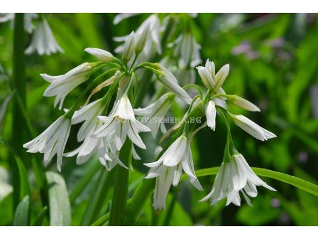 Декоративен лук/ Allium triquetrum - 1 бр.