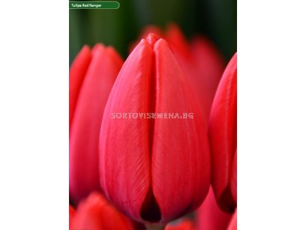 Лале/ Tulip darwin hybrid Red Ranger - 1 бр.