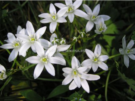 Гарвански лук/ Ornithogalum umbellatum - 1 бр.