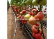 Семена Домати KS 307 F1 - Tomato KS 307 F1 - 2t